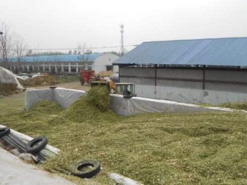 青貯飼料制作的黃金期 掌握關鍵技術，成就優質飼料